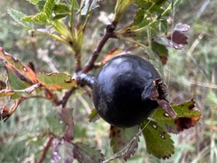 Rosa spinosissima