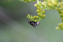 Entomophthora muscae