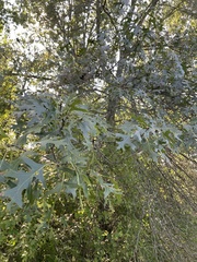 Quercus ellipsoidalis