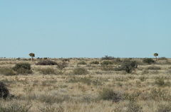 Aloidendron dichotomum