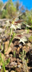 Gladiolus hyalinus