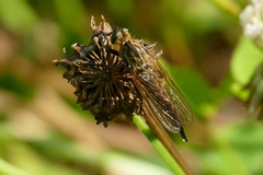 Eutolmus rufibarbis