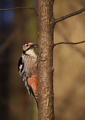 Dendrocopos leucotos