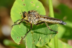 Eutolmus rufibarbis