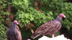 Cathartes aura septentrionalis