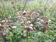 Heracleum sphondylium