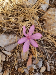 Colchicum persicum