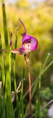 Disperis capensis capensis
