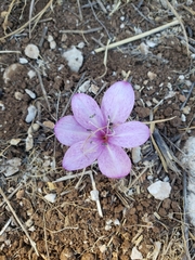 Colchicum persicum