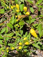 Aureolaria flava