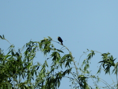 Hymenops perspicillatus