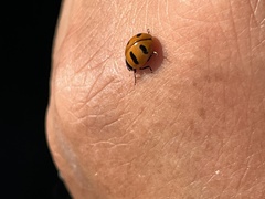 Coccinella monticola