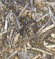 Formica pratensis
