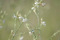 Oenothera lindheimeri