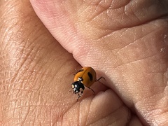 Coccinella monticola