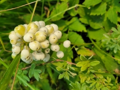 Actaea rubra neglecta