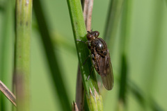 Parydra aquila