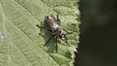 Laphria