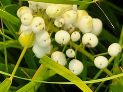 Actaea rubra neglecta