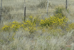 Osteospermum microcarpum