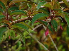 Fuchsia regia
