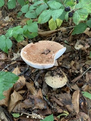 Amanita rubescens