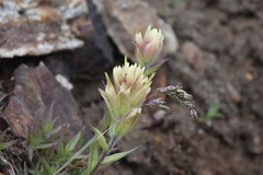 Poa alpina