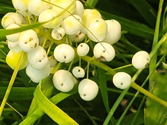 Actaea rubra neglecta