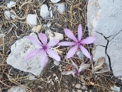 Colchicum persicum