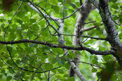 Mniotilta varia image