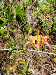 Lilium catesbaei