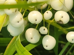 Actaea rubra neglecta
