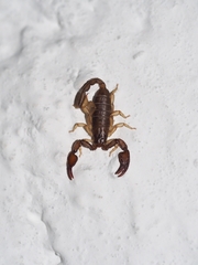 Euscorpius scaber