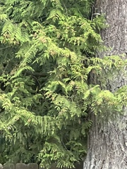 Thuja plicata