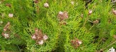 Serruria fasciflora