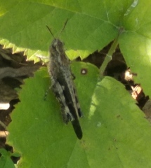 Aiolopus strepens