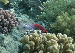 Sargocentron caudimaculatum