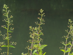 Scrophularia umbrosa
