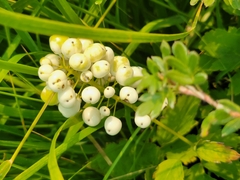 Actaea rubra neglecta