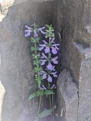 Stachys palustris