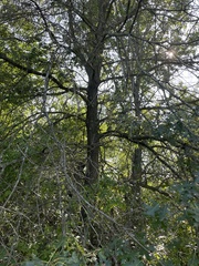Quercus ellipsoidalis