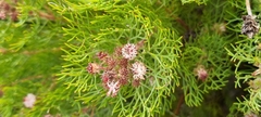 Serruria fasciflora