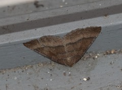 Larentia clavaria