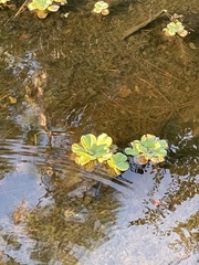 Pistia stratiotes