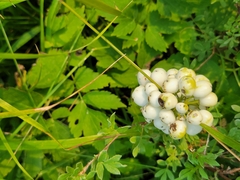 Actaea rubra neglecta