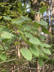 Populus grandidentata
