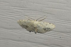 Idaea dimidiata