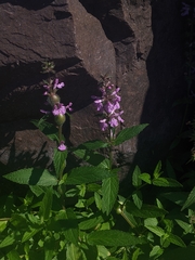 Stachys palustris