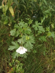 Malva moschata