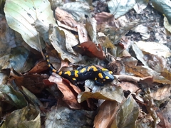 Salamandra salamandra